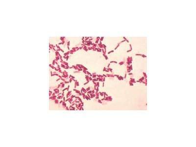Chế độ cho ăn bổ sung tế bào vi khuẩn probiotic (Bacillus coagulans) có lợi cho tôm thẻ chân trắng Litopenaeus vannamei