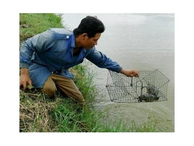 Thương lái Trung Quốc ngừng mua, đặc sản cua Cà Mau rớt gần nửa giá