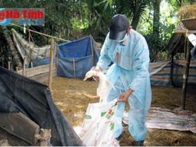 Tiêu hủy 1.380 con gia cầm ốm chết do H5N1