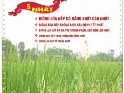 Thần tượng lúa nếp của nông dân