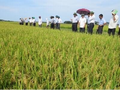 SV 181 Chất lượng cao, siêu năng suất khỏe bông, sạch bệnh