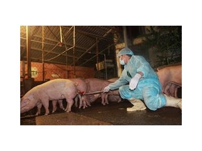 Thêm nhiều đoàn kiểm tra chất cấm trong chăn nuôi