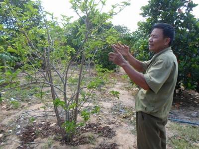 Mãng cầu cho trái nhiều vụ