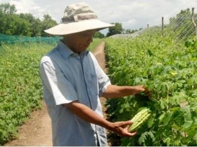 Màu xanh trên vùng đất mặn