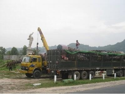 Thương lái mua cây thốt nốt bán sang Trung Quốc