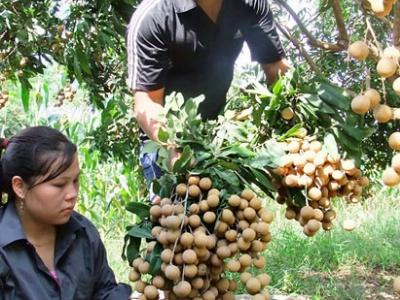 Dịch chuyển mùa trái chín