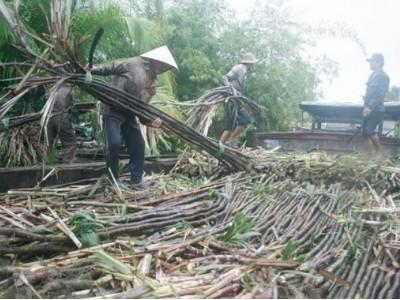 Nhà máy đường lại lo đói mía