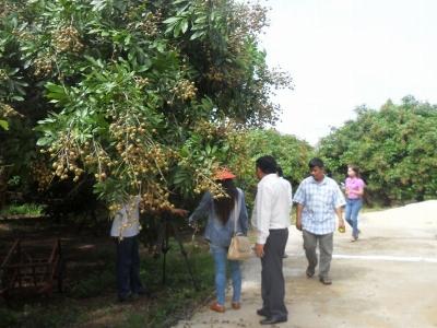 Kinh nghiệm trồng nhãn tiêu da bò