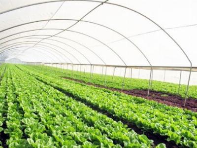 Hà Nội đầu tư gần 600 tỷ đồng vào nông nghiệp công nghệ cao