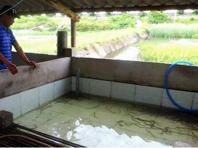 Nuôi lươn không bùn một hướng làm ăn mới ở Quảng Yên Quảng Ninh