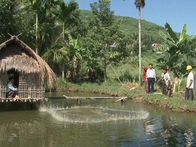 Mô hình nuôi quảng canh cải tiến cá nước ngọt ở Ân Sơn đạt hiệu quả