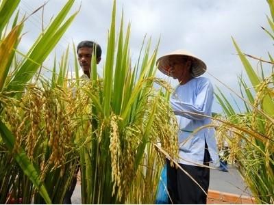 Nay mai trồng cây gì?