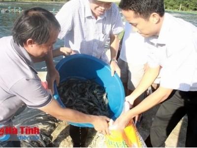 Nuôi trồng thủy sản mũi nhọn kinh tế của Hà Tĩnh