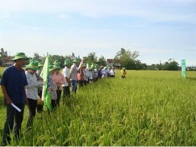 Phân bón Phú Mỹ giúp lúa HT năng suất vượt trội