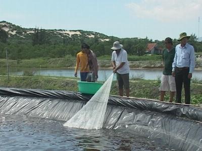 Triển khai phòng chống dịch bệnh trên tôm