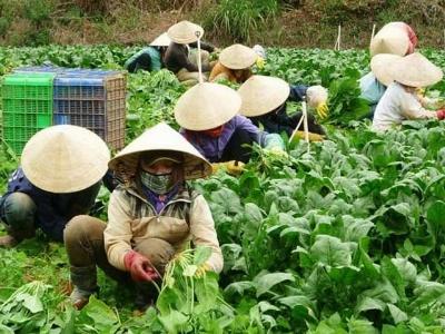 Nhu cầu tiêu dùng cao, rau củ Đà Lạt tăng giá