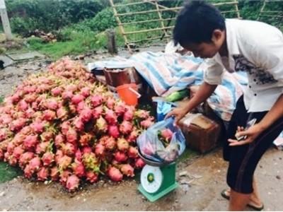 Thanh long 10 ngàn/kg đổ đống khắp vỉa hè Hà Nội