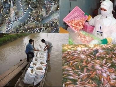 Xuất khẩu thủy sản giảm đừng đổi lỗi Trung Quốc