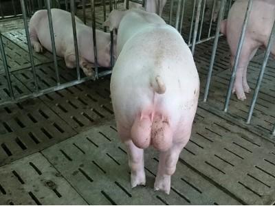 Tình hình chăn nuôi heo các nước tiên tiến qua số liệu của Inter-pig