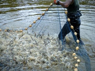 Tăng cường công tác phòng, chống bệnh trên tôm nuôi