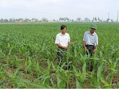 Mô hình trồng bắp trên đất lúa chuyển đổi cho lợi nhuận cao