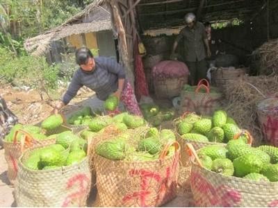 Nông dân Tiền Giang khấm khá nhờ chuyên canh mãng cầu xiêm