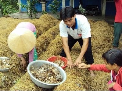 Trồng nấm rơm thu nhập khá