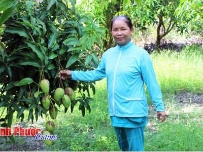 Thu nhập 500 triệu đồng từ 1,4 ha xoài