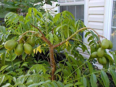 Cách trồng, chăm sóc cây cóc Thái trong chậu
