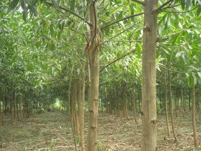 Kỹ thuật trồng rừng Keo lá Tràm