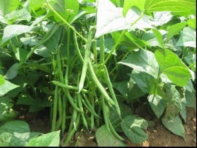 Cách trồng đậu đũa năng suất cao chất lượng đậu tốt  Máy làm nông