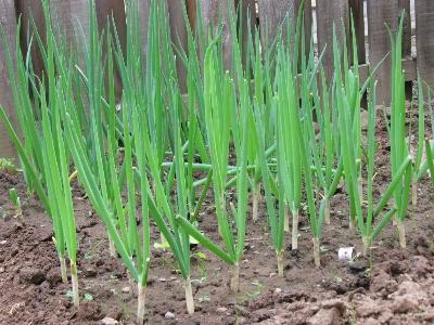 Trồng hành  Cách trồng hành lá đơn giản chỉ cần dùng nước  Plant onions  in water  YouTube