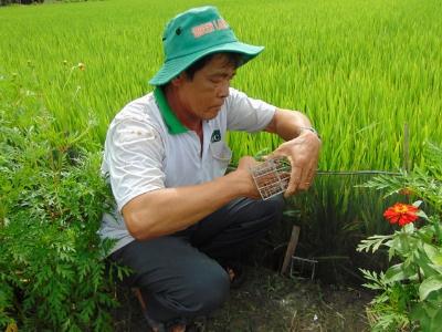 Lão nông miền Tây làm bẫy chuột an toàn, kiếm tiền rủng rỉnh