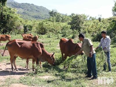 Hiệu quả mô hình nuôi bò rẻ ở Phước Hòa