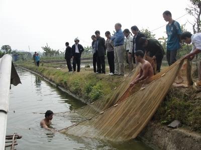 Điện Biên Hiệu quả mô hình cá rô đầu vuông