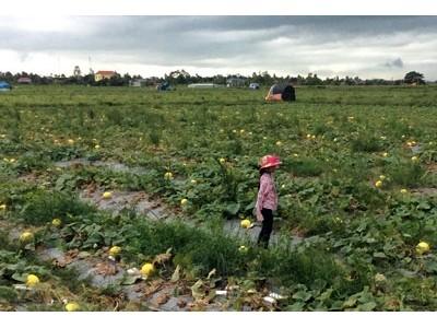 Dưa Kim Cô Hoàng Hậu ngon đầu bảng trong các dòng dưa Việt Nam