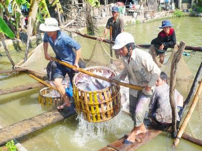 Cá tra sập bẫy thương lái Trung Quốc