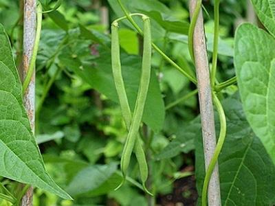 Kỹ thuật trồng và bón phân cho cây đậu đậu đũa