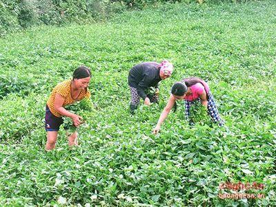 Trồng muống làm chơi ăn thật ở Diễn Châu