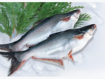 Flanders hoping to spark interest in Belgian pangasius hub