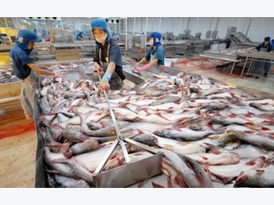 Vinh Hoan CEO urges pangasius sector to embrace change