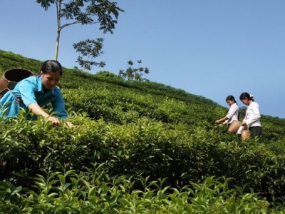 Vietnamese tea seeks to enter choosy markets