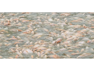 Hưng Yên đầu tư trang trại nuôi cá sạch theo chuẩn VietGAP