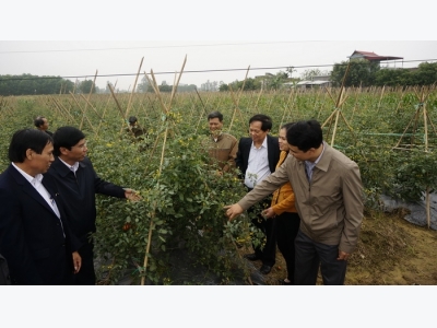 Ninh Bình: Trồng cà chua bi VietGap lợi nhuận cao hơn 136% so với cà chua thường