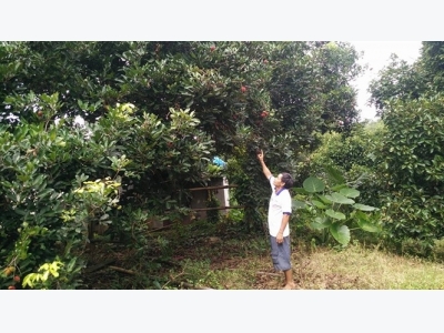 Chôm chôm Bình Phước mất mùa, giá tăng dân vẫn không có lãi