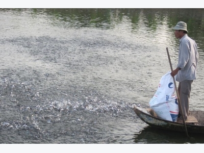 Mekong Delta needs to produce high-quality tra fish breeds