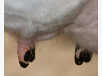 Mastitis control starts with a healthy udder