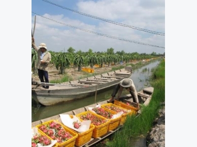 Tiền Giang: Giá thanh long tăng mạnh