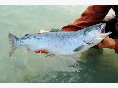 Does aquaculture impact wild fish quality?