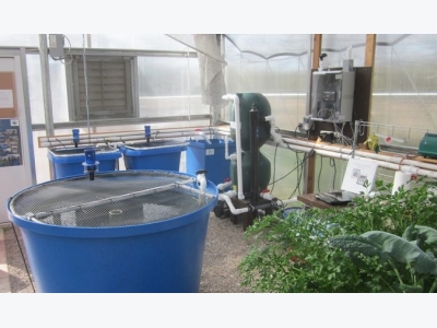 An engineers design for a classroom aquaculture-aquaponics system